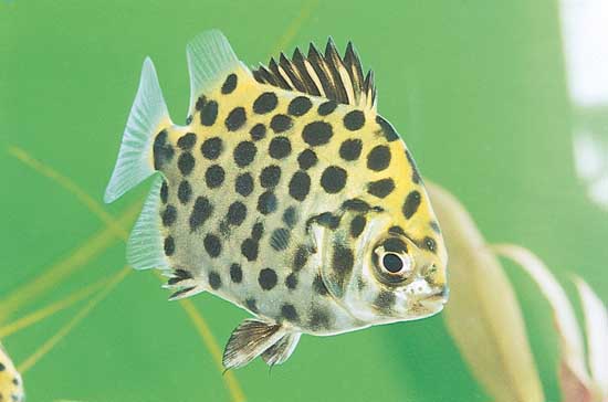 SCATOPHAGUS ARGUS